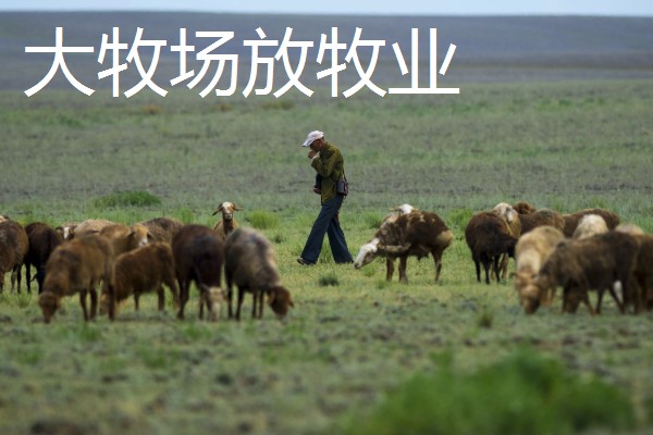 大牧场放牧业有什么区位条件,具有干旱或半干旱的气候