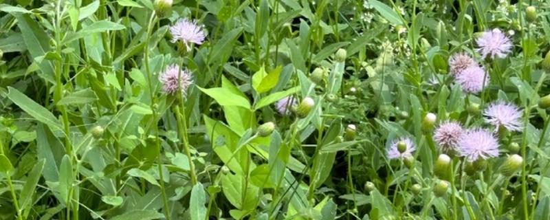 刺儿菜与泥胡菜有什么区别，叶片、花朵、属性等方面都不同