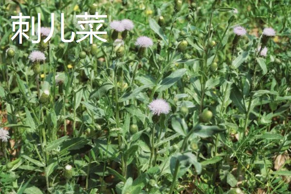 刺儿菜与泥胡菜有什么区别,叶片、花朵、属性等方面都不同