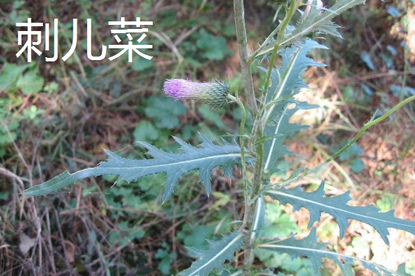 刺儿菜与泥胡菜有什么区别,叶片、花朵、属性等方面都不同