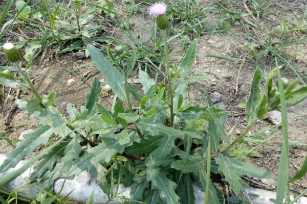 刺儿菜与泥胡菜有什么区别,叶片、花朵、属性等方面都不同
