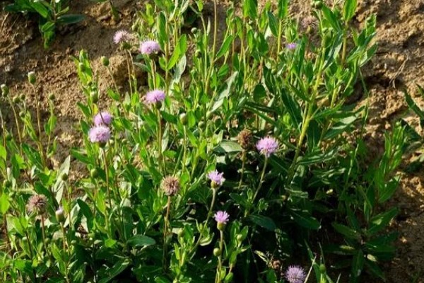 刺儿菜与泥胡菜有什么区别,叶片、花朵、属性等方面都不同
