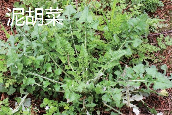 刺儿菜与泥胡菜有什么区别,叶片、花朵、属性等方面都不同