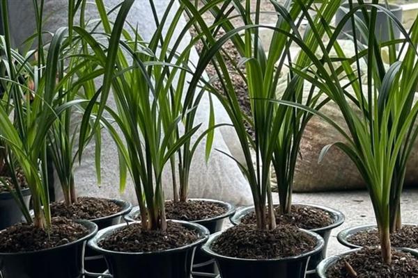养兰花要注意什么,每隔1-2年换一次盆