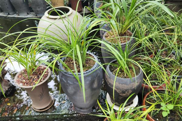 养兰花要注意什么,每隔1-2年换一次盆