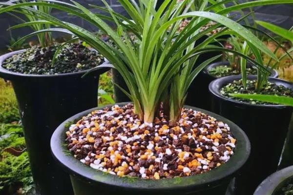 养兰花要注意什么,每隔1-2年换一次盆