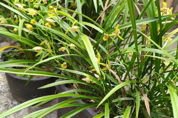 养兰花要注意什么,每隔1-2年换一次盆