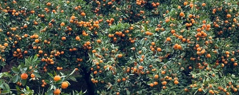 白露时期怎么管理果树，种植柑橘可喷施叶面肥1-2次