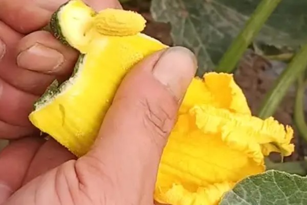 南瓜的种植方法，播前将瘪籽和畸形籽去除掉