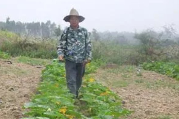 南瓜的种植方法，播前将瘪籽和畸形籽去除掉
