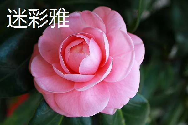 茶花的品种，常见迷彩雅、六角大红等品种