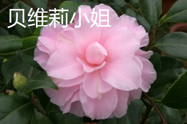 茶花的品种，常见迷彩雅、六角大红等品种