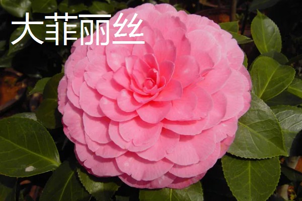茶花的品种，常见迷彩雅、六角大红等品种