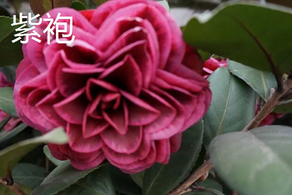 茶花的品种，常见迷彩雅、六角大红等品种