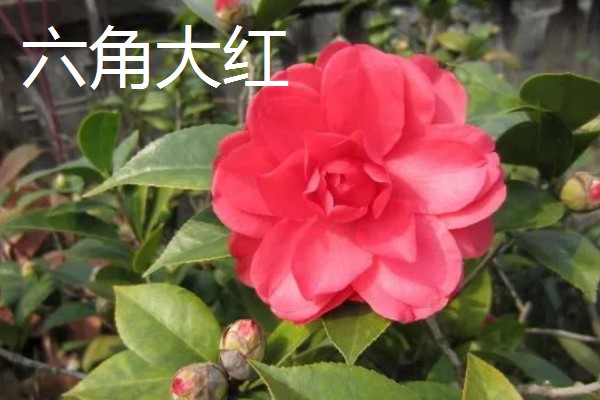 茶花的品种，常见迷彩雅、六角大红等品种