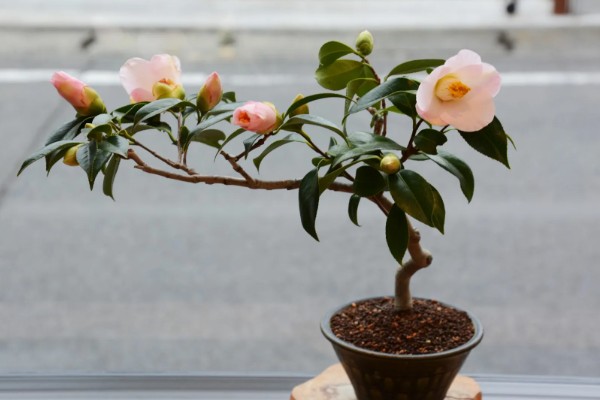 茶花的品种，常见迷彩雅、六角大红等品种