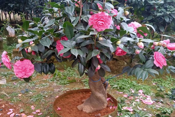 茶花的品种，常见迷彩雅、六角大红等品种