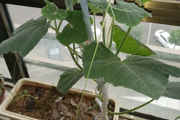 南瓜的种植方法，播前将瘪籽和畸形籽去除掉