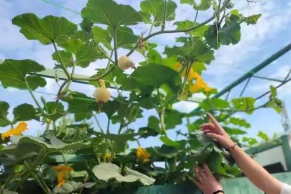 南瓜的种植方法，播前将瘪籽和畸形籽去除掉