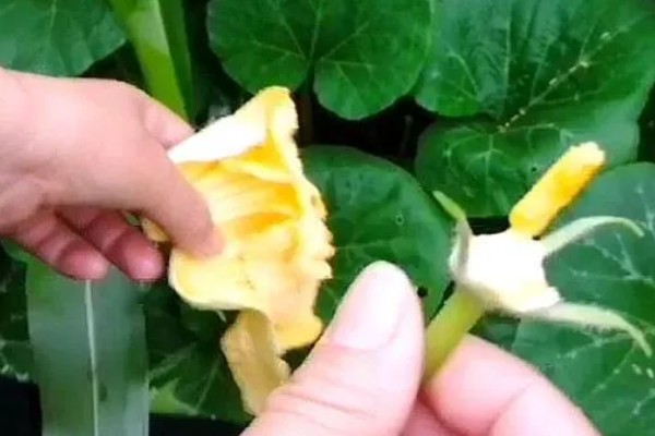南瓜的种植方法，播前将瘪籽和畸形籽去除掉