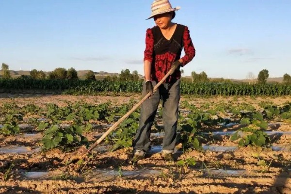 南瓜的种植方法，播前将瘪籽和畸形籽去除掉