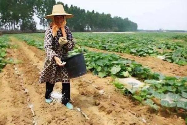 南瓜的种植方法，播前将瘪籽和畸形籽去除掉