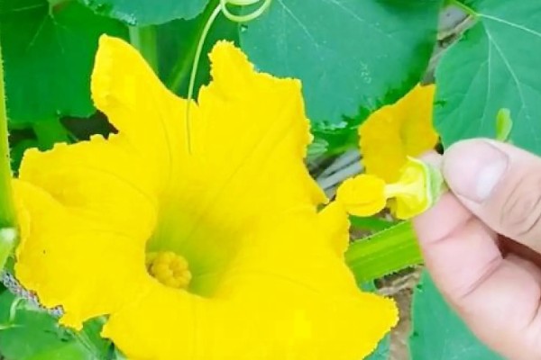 南瓜的种植方法，播前将瘪籽和畸形籽去除掉