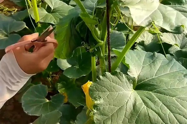 南瓜的种植方法，播前将瘪籽和畸形籽去除掉