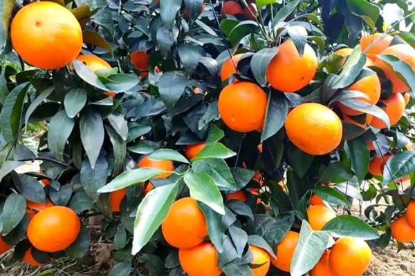 白露时期怎么管理果树，种植柑橘可喷施叶面肥1-2次