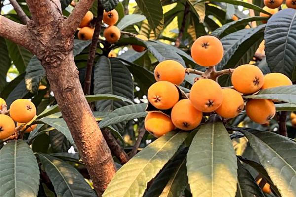 白露时期怎么管理果树，种植柑橘可喷施叶面肥1-2次