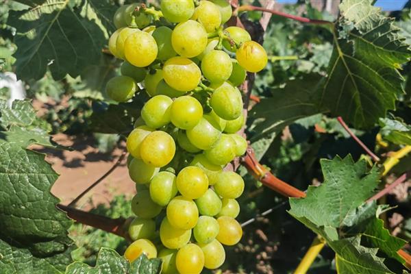 白露时期怎么管理果树，种植柑橘可喷施叶面肥1-2次