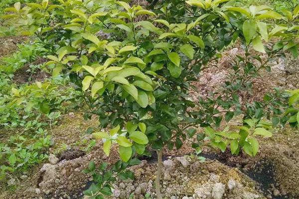 白露时期怎么管理果树，种植柑橘可喷施叶面肥1-2次