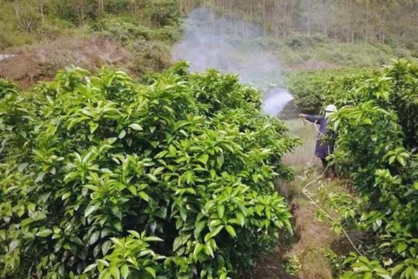 白露时期怎么管理果树，种植柑橘可喷施叶面肥1-2次