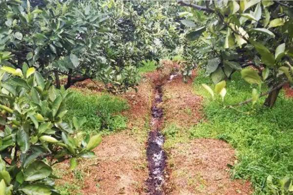 白露时期怎么管理果树，种植柑橘可喷施叶面肥1-2次