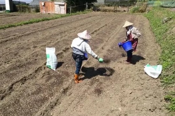 草莓的种植方法，幼苗长势稳定后及时浇水追施肥料