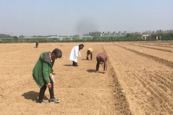 草莓的种植方法，幼苗长势稳定后及时浇水追施肥料