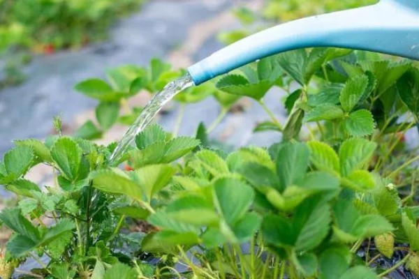 草莓的种植方法，幼苗长势稳定后及时浇水追施肥料