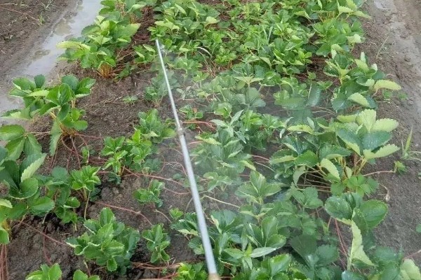草莓的种植方法，幼苗长势稳定后及时浇水追施肥料