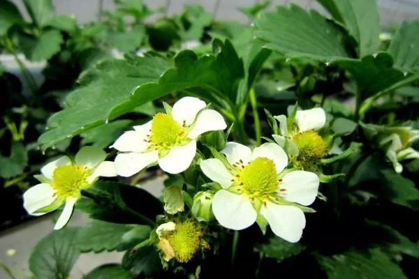 草莓的种植方法，幼苗长势稳定后及时浇水追施肥料