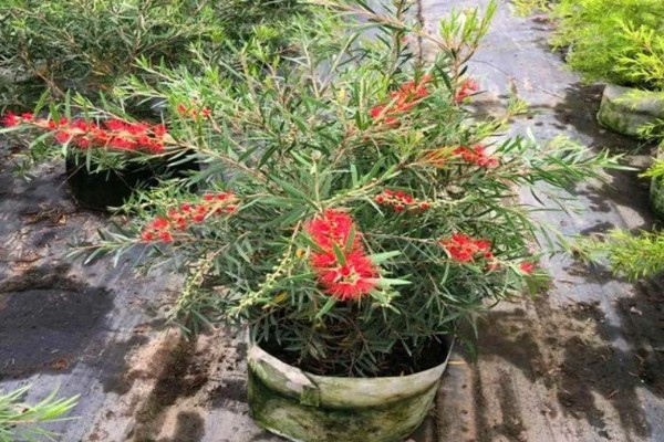 红千层如何养殖,在北方只能盆栽于高温温室中