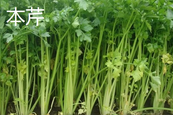 芹菜如何种植,播种后覆盖地膜