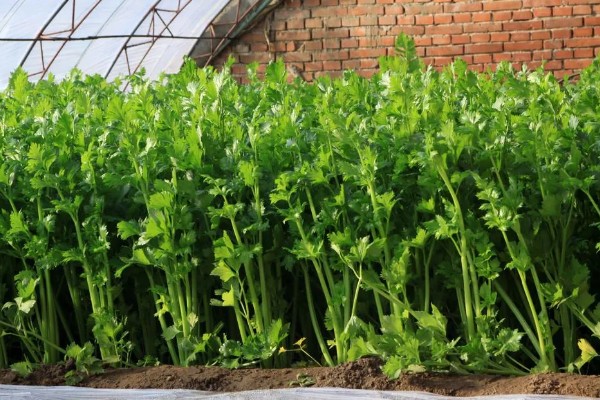 芹菜如何种植,播种后覆盖地膜