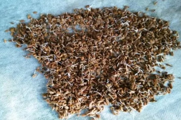 芹菜如何种植,播种后覆盖地膜