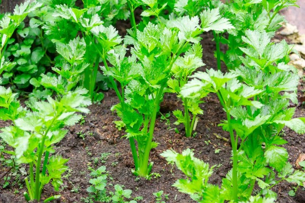 芹菜如何种植,播种后覆盖地膜