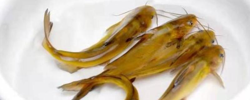 黄辣丁表面的黄膜要不要洗净，洗净后可以减少腥味和细菌