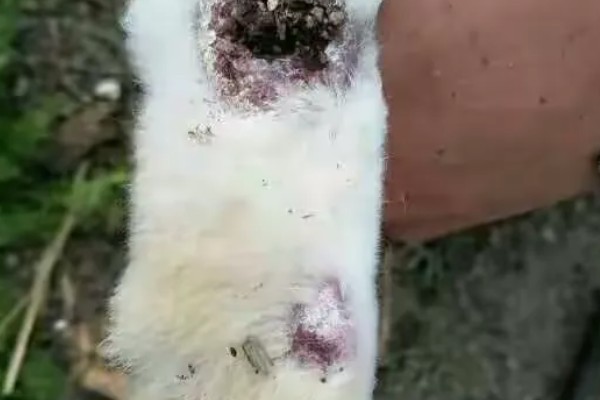 后肢无力的兔子如何护理，坚持帮它按摩放松关节