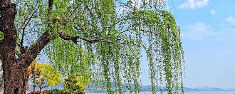 杨柳树的开花时间，一般在阳历3-4月份开放