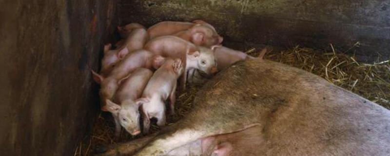 避免猪感染细小病毒的方法，需保持猪圈清洁注意消毒