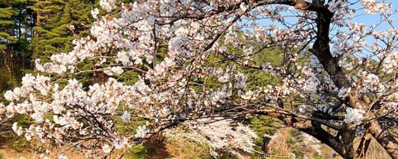 樱花有哪些花语，代表纯洁无暇、青春气息等含义