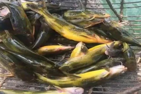 黄辣丁表面的黄膜要不要洗净,洗净后可以减少腥味和细菌